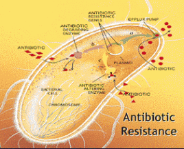 Lời cảnh báo thống thiết về đề kháng kháng sinh