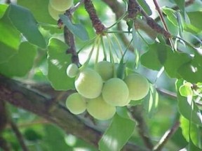 Cây bạch quả - vị thuốc cho người già